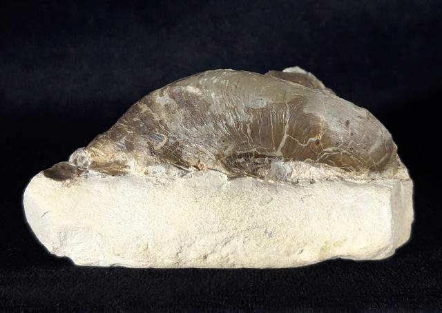 Hornesia socialis (SCHLOTHEIM 1820)  - Bild © FossNet FossilienStore